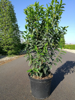 PRUNUS lusitanica ANGUSTIFOLIA En pot de 7-10 litres