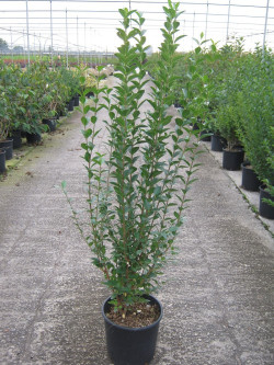 LIGUSTRUM ovalifolium En pot de 10-12 litres