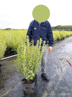 LIGUSTRUM ovalifolium AUREUM En pot de 10-12 litres