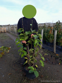 MAGNOLIA soulangeana ANDRE LEROY En pot de 15-20 litres