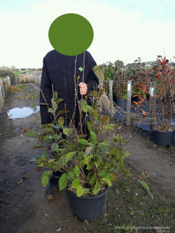 MAGNOLIA SPECTRUM En pot de 15-20 litres