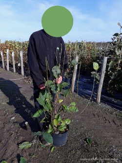 MAGNOLIA SPECTRUM En pot de 10-12 litres