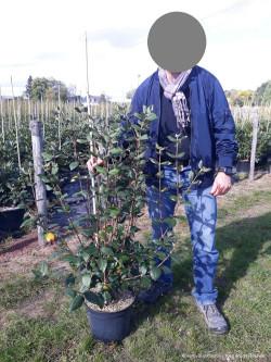 VIBURNUM burkwoodii En pot de 10-12 litres