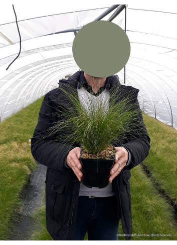 STIPA tenuifolia En pot de 2-3 litres