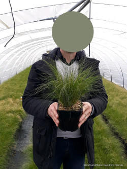 STIPA tenuifolia En pot de 2-3 litres