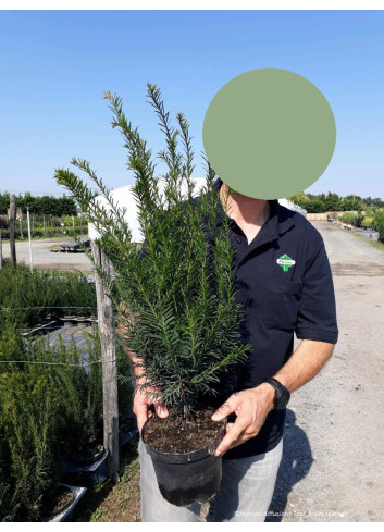 TAXUS baccata En pot de 4-5 litres