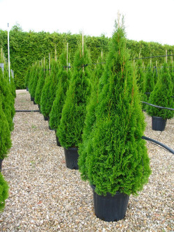 THUJA occidentalis SMARAGD En pot de 25-30 litres hauteur 150-175 cm