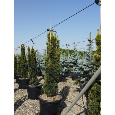 TAXUS baccata FASTIGIATA AUREA