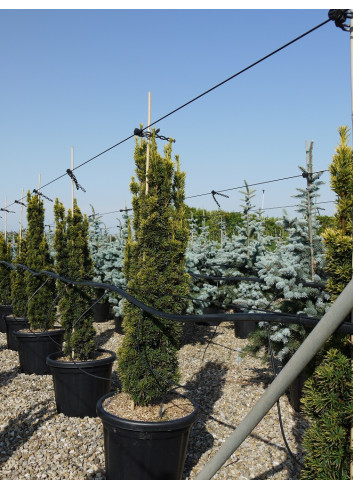 TAXUS baccata FASTIGIATA AUREA