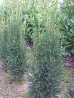 TAXUS media STRAIT HEDGE