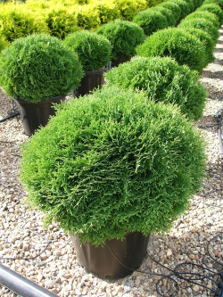 thuya-occidental-tiny-tim-thuja-occidentalis-tiny-tim-5.jpg