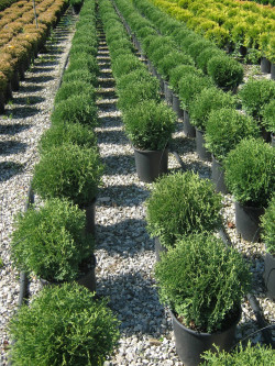 thuya-occidental-tiny-tim-thuja-occidentalis-tiny-tim-3.jpg