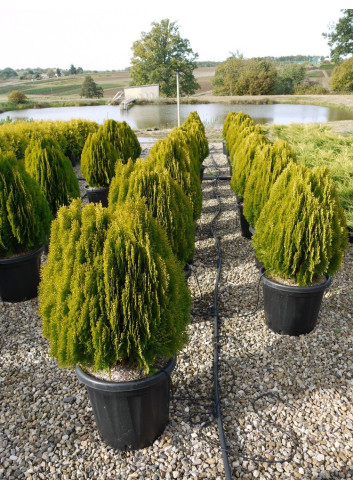 THUJA orientalis AUREA NANA En pot de 25-30 litres