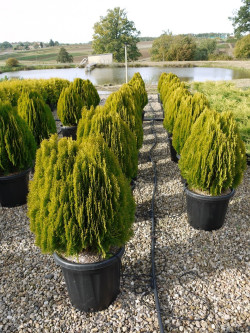 THUJA orientalis AUREA NANA En pot de 25-30 litres