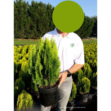 THUJA orientalis AUREA NANA En pot de 10-12 litres