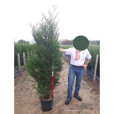 THUJA plicata ATROVIRENS En pot de 25-30 litres