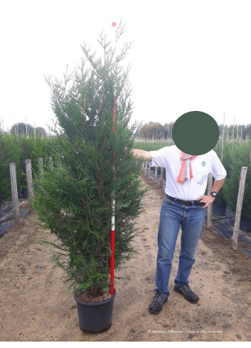 THUJA plicata ATROVIRENS En pot de 25-30 litres