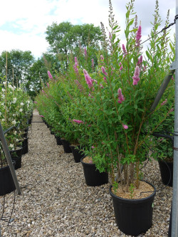 spiree-de-billard-spiraea-billardii-4.jpg