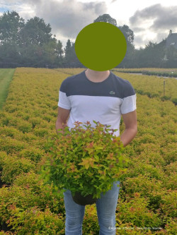 SPIRAEA japonica GOLDFLAME En pot de 4-5 litres