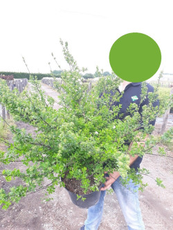 SPIRAEA nipponica SNOWMOUND En pot de 10-12 litres