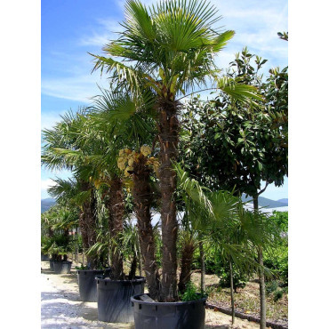 TRACHYCARPUS fortunei