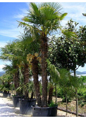 TRACHYCARPUS fortunei