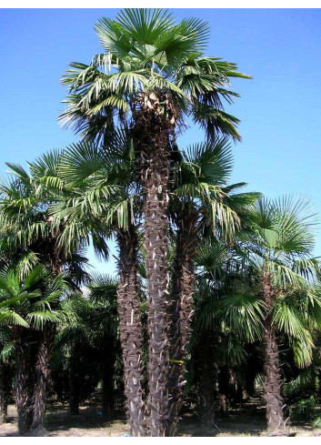 TRACHYCARPUS fortunei