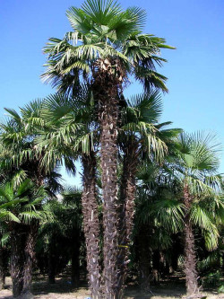 TRACHYCARPUS fortunei