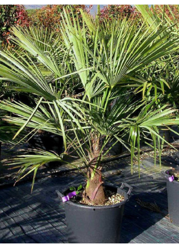 TRACHYCARPUS fortunei