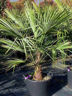 TRACHYCARPUS fortunei