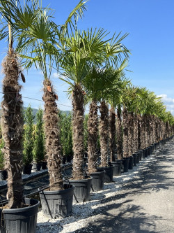 TRACHYCARPUS fortunei