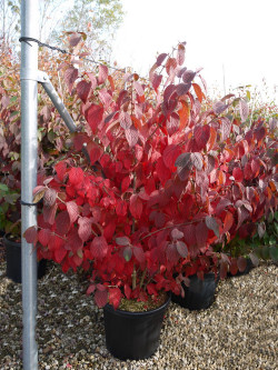 VIBURNUM plicatum MARIESII En pot de 15-20 litres