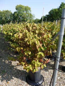 VIBURNUM plicatum MARIESII En pot de 15-20 litres