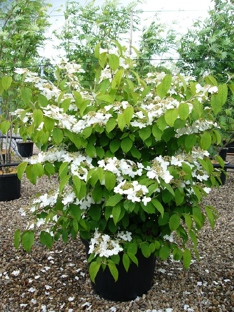 Viburnum Mariesii Plicatum