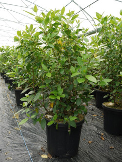 VIBURNUM tinus En pot de 15-20 litres