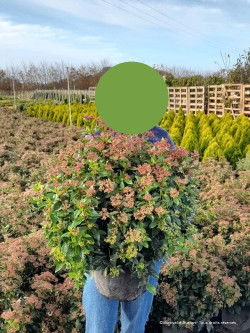 VIBURNUM tinus En pot de 10-12 litres