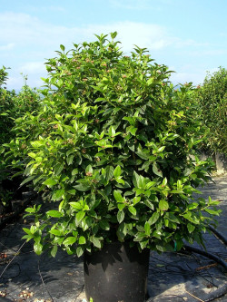 VIBURNUM tinus EVE PRICE En pot de 35-50 litres