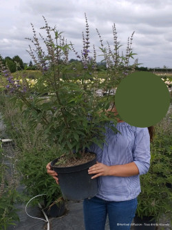 VITEX agnus-castus f.latifolia En pot de 10-12 litres