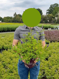 VITEX agnus-castus BLUE DELTA BLUES En pot de 4-5 litres