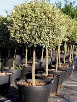 ILEX aquifolium ARGENTEA MARGINATA En pot forme tige hauteur du tronc 090-110 cm