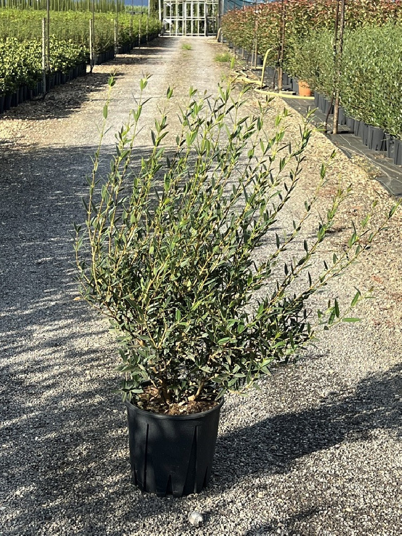 PHILLYREA angustifolia En pot de 10-12 litres