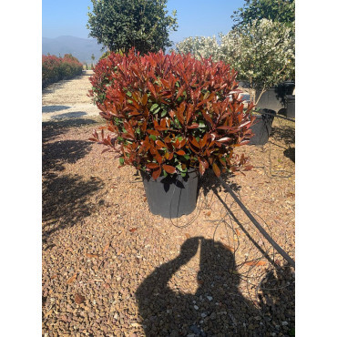 PHOTINIA fraseri RED ROBIN