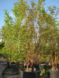 ACER griseum