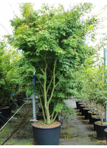ACER palmatum En pot de 130-150 litres buisson hauteur 250-300 cm
