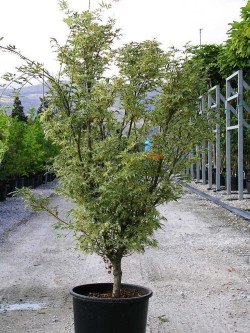 ACER palmatum BUTTERFLY En pot de 15-20 litres buisson hauteur 100-125 cm