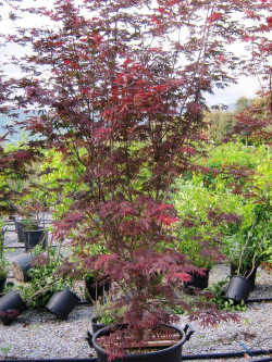 ACER palmatum DISSECTUM TROMPENBURG