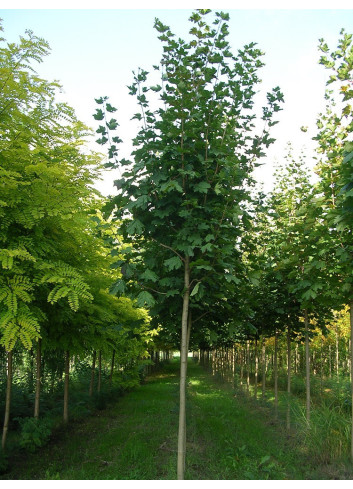 ACER platanoides