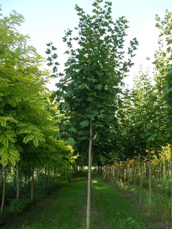 ACER platanoides