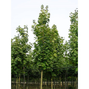 ACER platanoides COLUMNARE