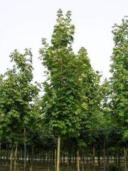 ACER platanoides COLUMNARE